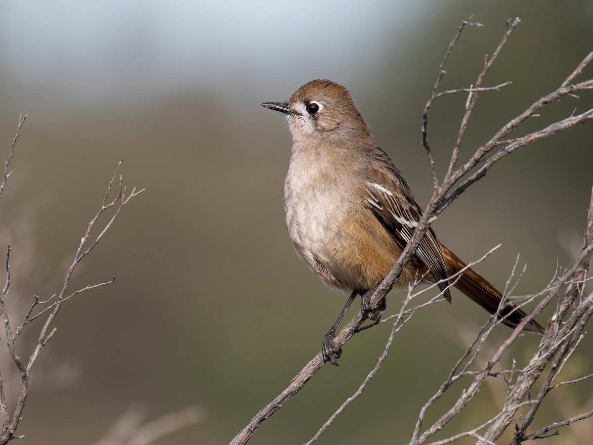 Southern Scrub-Robin - Drymodes brunneopygia - Birds of the World