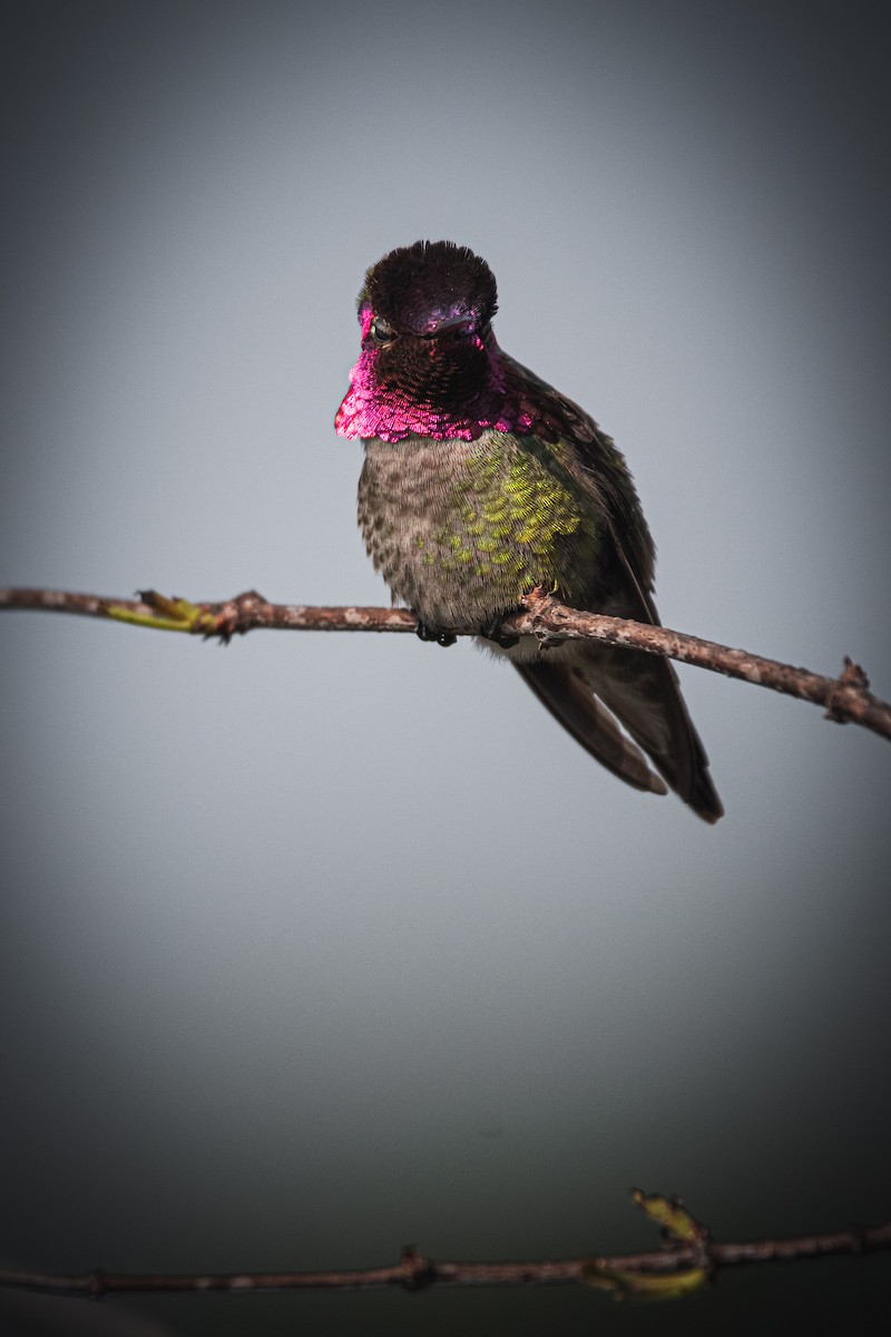 Anna's Hummingbird - ML307384221