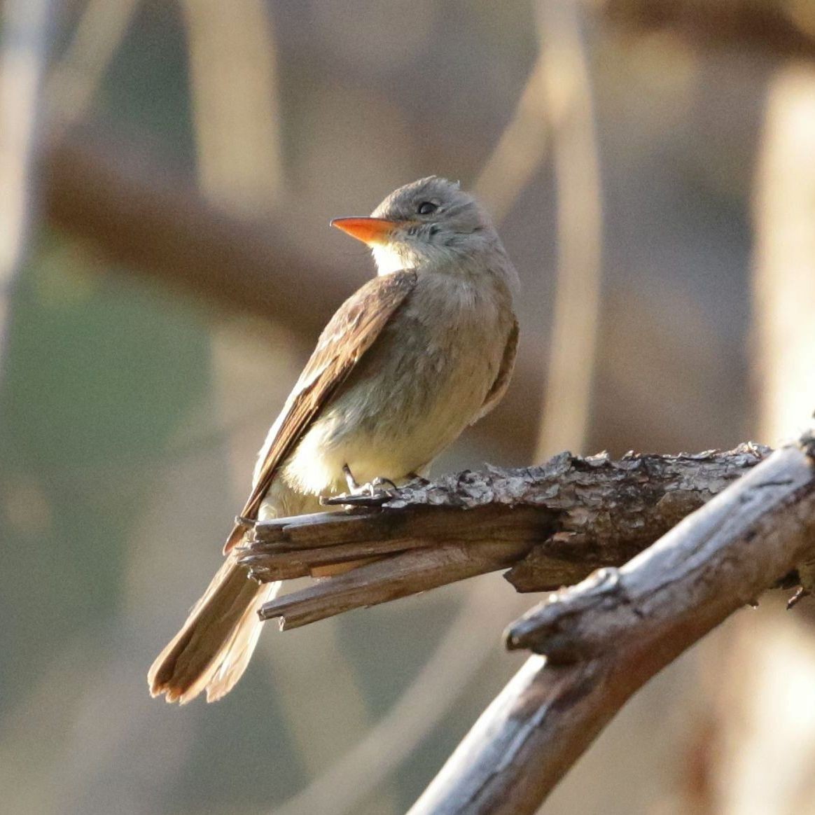 Greater Pewee - ML307384671