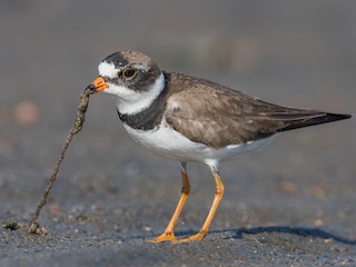  - Semipalmated Plover