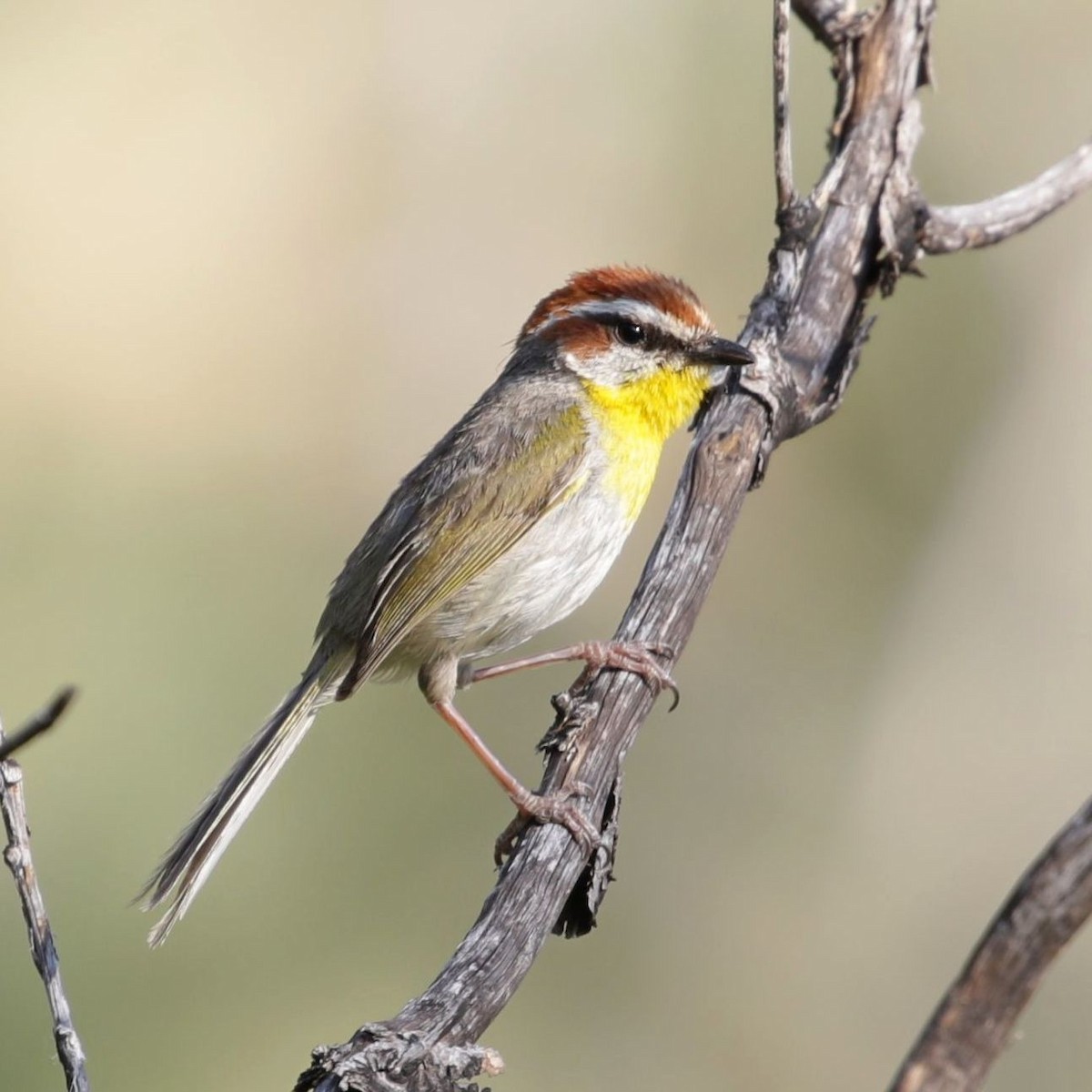 Rufous-capped Warbler - ML307387641