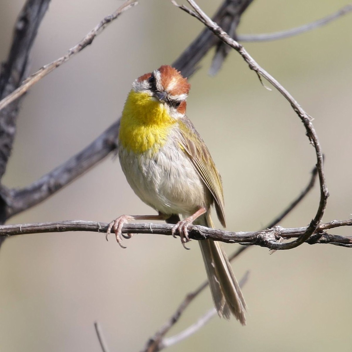 Rufous-capped Warbler - ML307387651