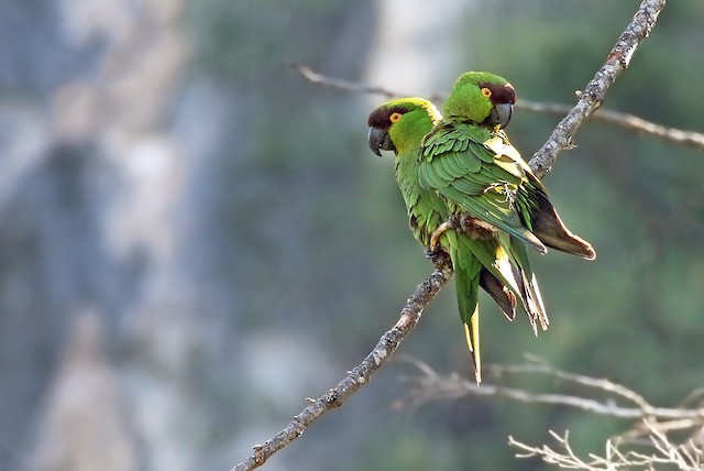 Maroon-fronted Parrot ML30739111