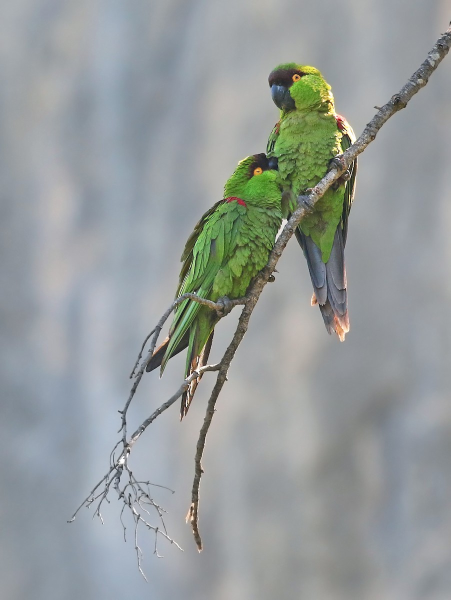 Maroon-fronted Parrot - Andrew Spencer
