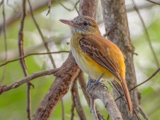  - Bright-rumped Attila