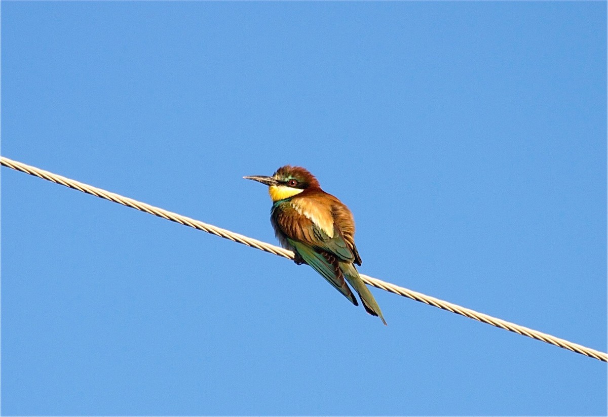 European Bee-eater - Karl Overman