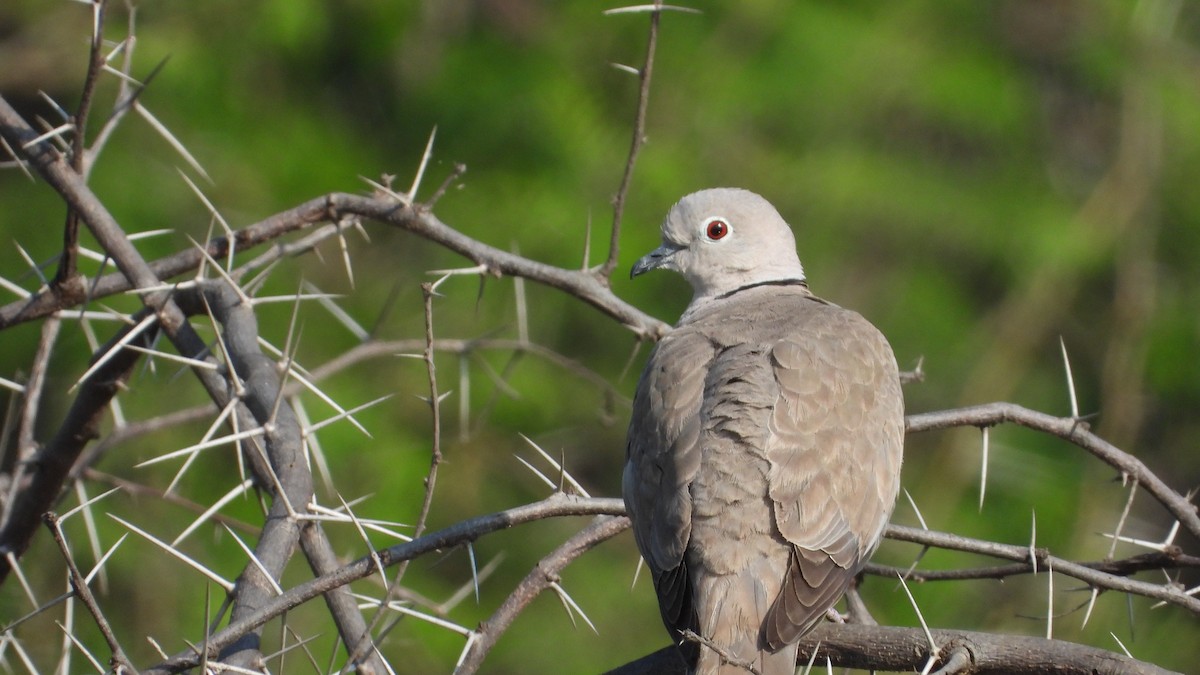 Eurasian Collared-Dove - Niranjan Venkatesh