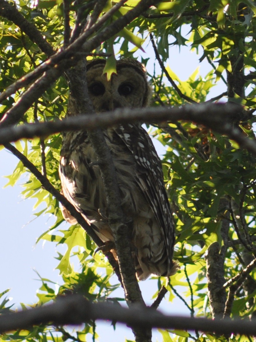 Barred Owl - M.K. McManus-Muldrow
