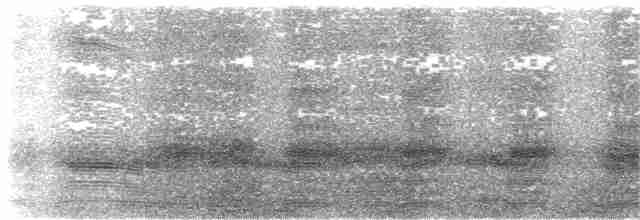Андский скальный петушок - ML307395981