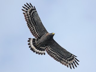 Crested Serpent-Eagle - Spilornis cheela - Birds of the World