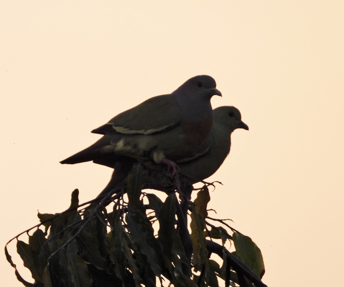 Pink-necked Green-Pigeon - ML307401471
