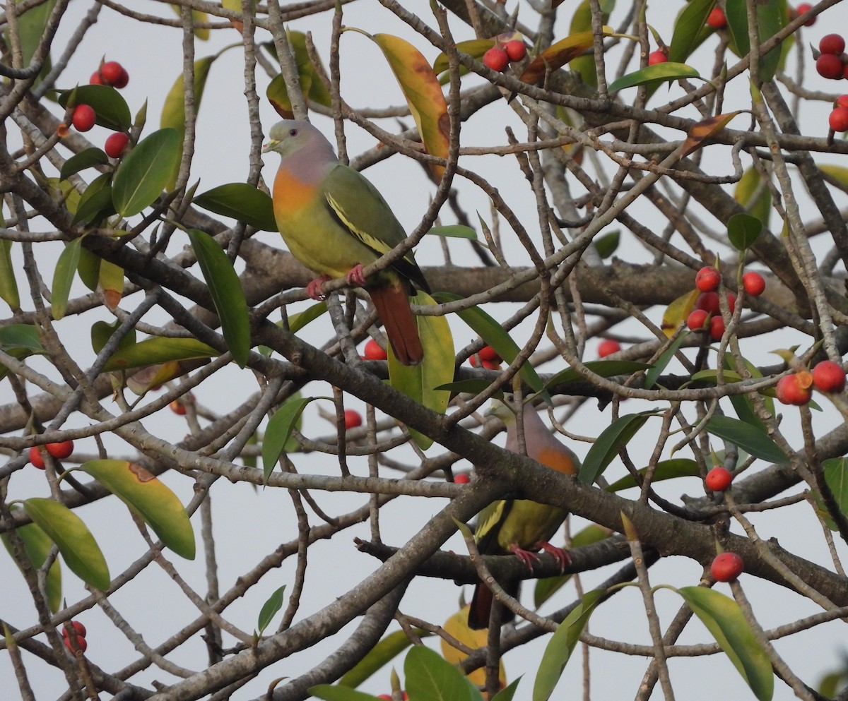 Pink-necked Green-Pigeon - ML307401491