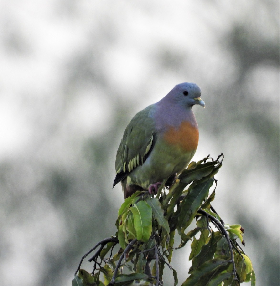 Pink-necked Green-Pigeon - ML307401501