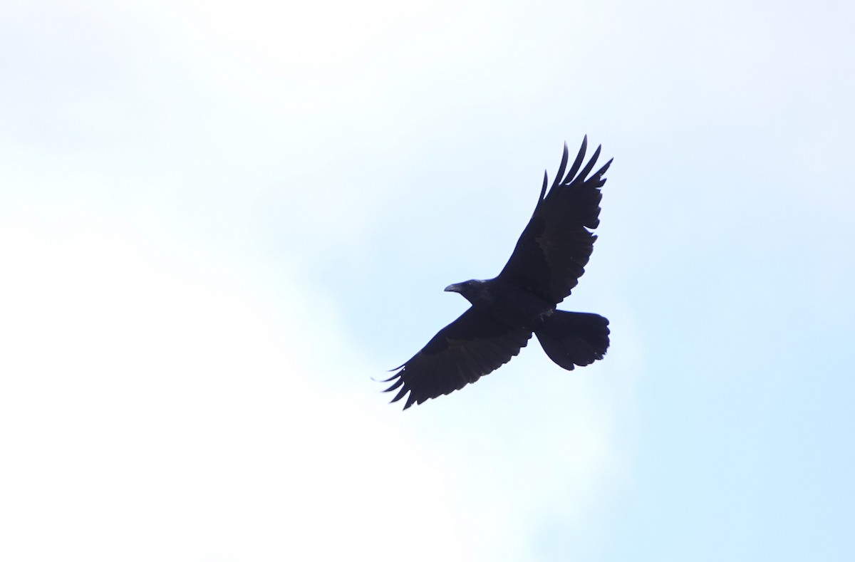 Common Raven - ML307406301