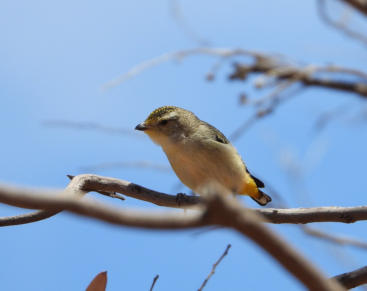 Spotted Pardalote - ML307408671