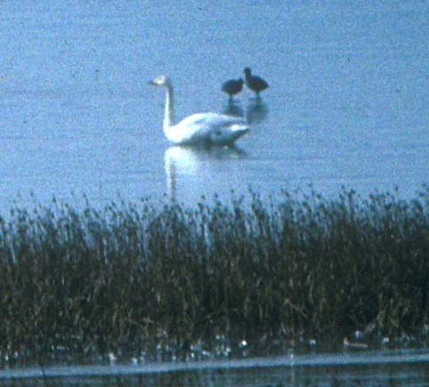 Whooper Swan - Don Roberson