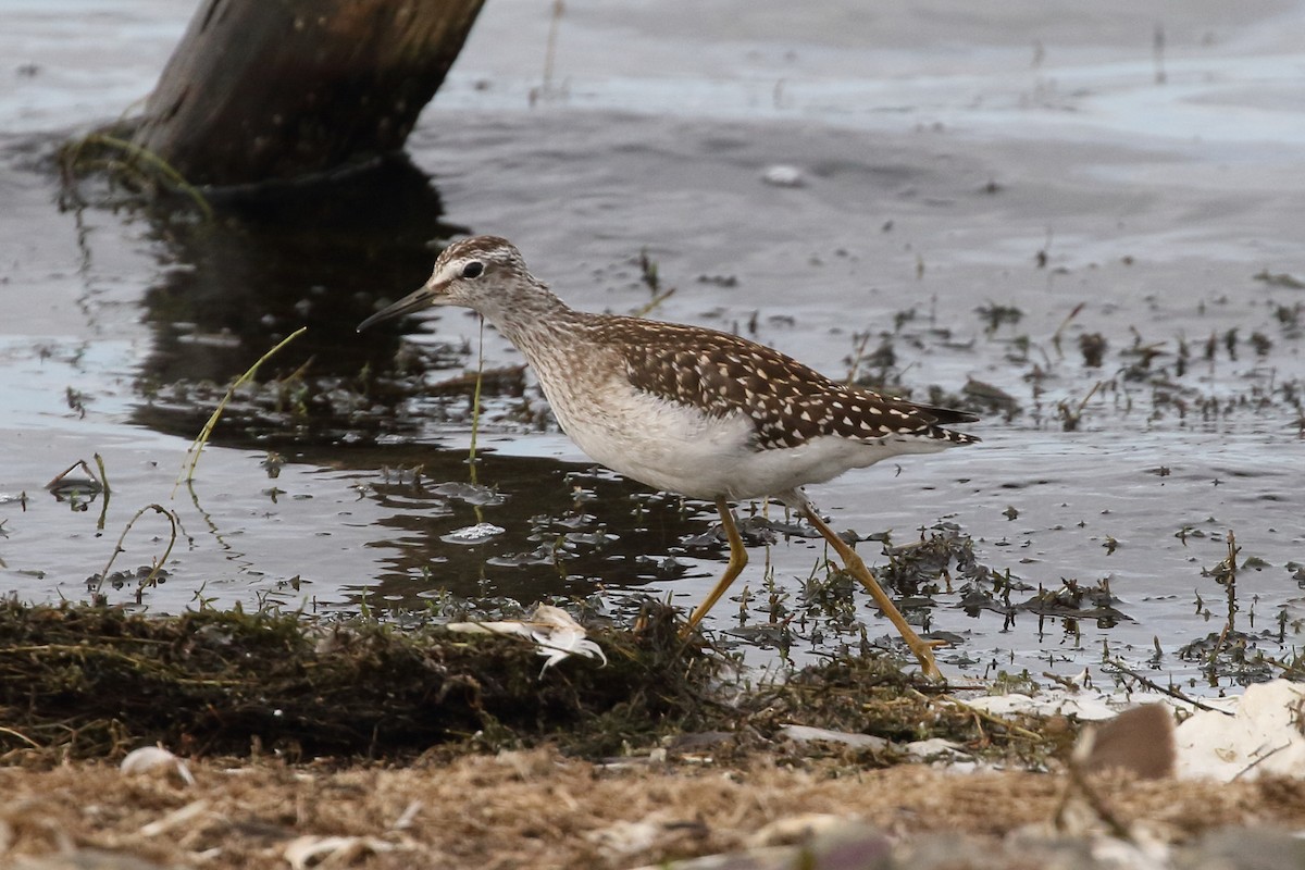 Wood Sandpiper - Roly Pitts