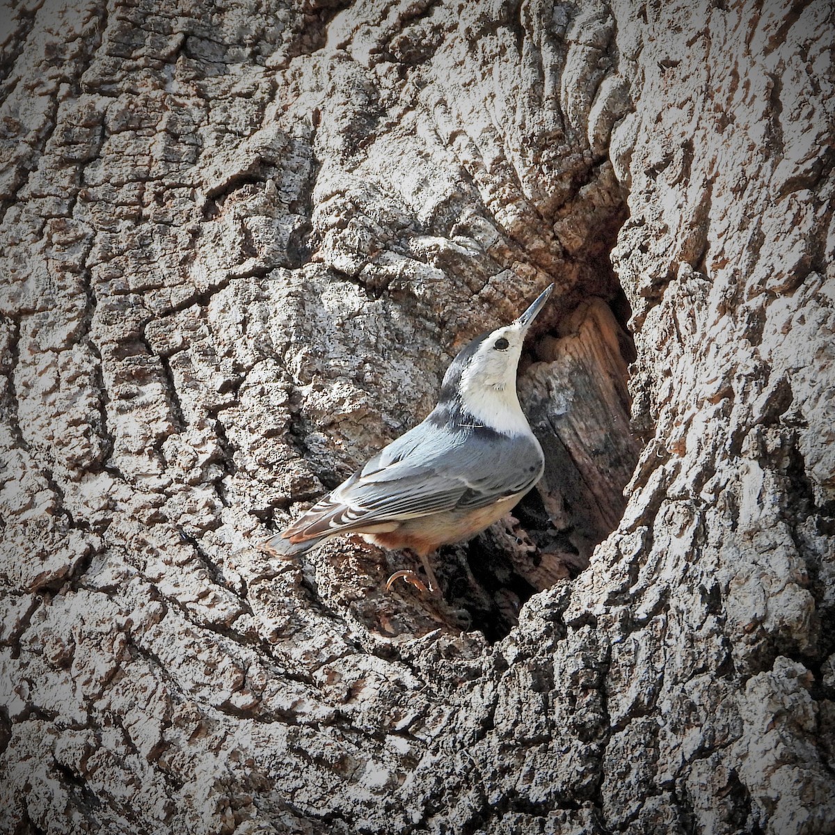 White-breasted Nuthatch - ML307414861