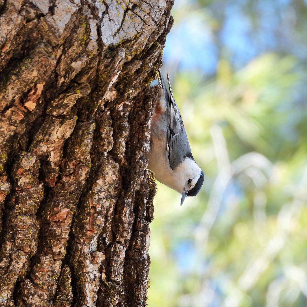 White-breasted Nuthatch - ML307414941