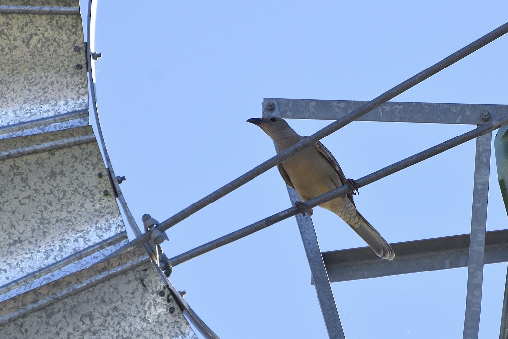 Ebird Checklist - 8 Jul 2019 - Durack Homestead - 4 Species