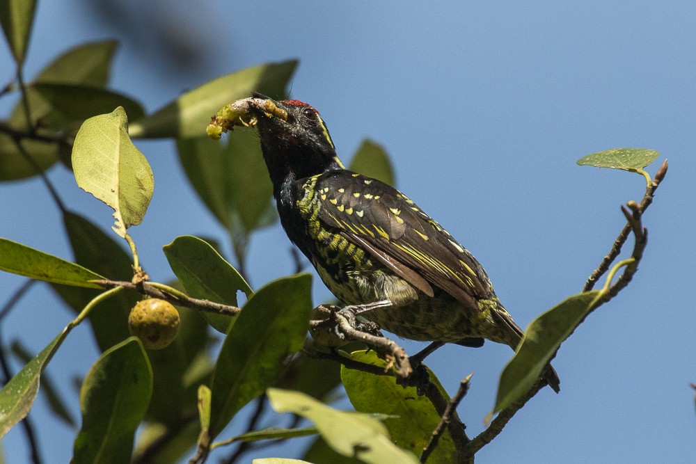 Yellow-spotted Barbet - ML307422391