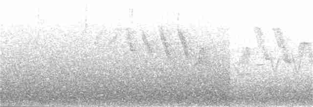 Дятел-смоктун білочеревий - ML30742501