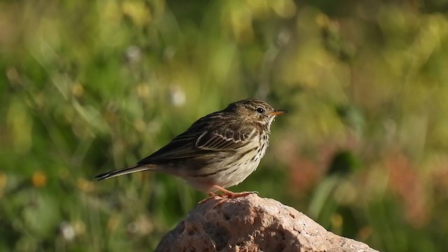 Meadow Pipit - ML307442401