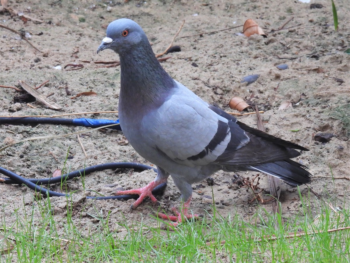 Сизый голубь (Одомашненного типа) - ML307442911