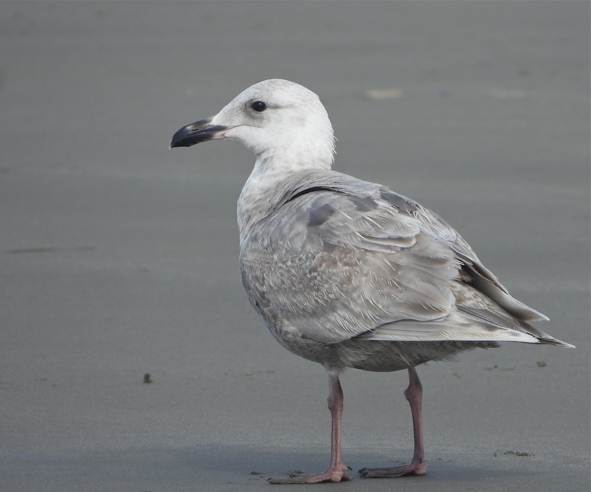 Glaucous-winged Gull - Pair of Wing-Nuts