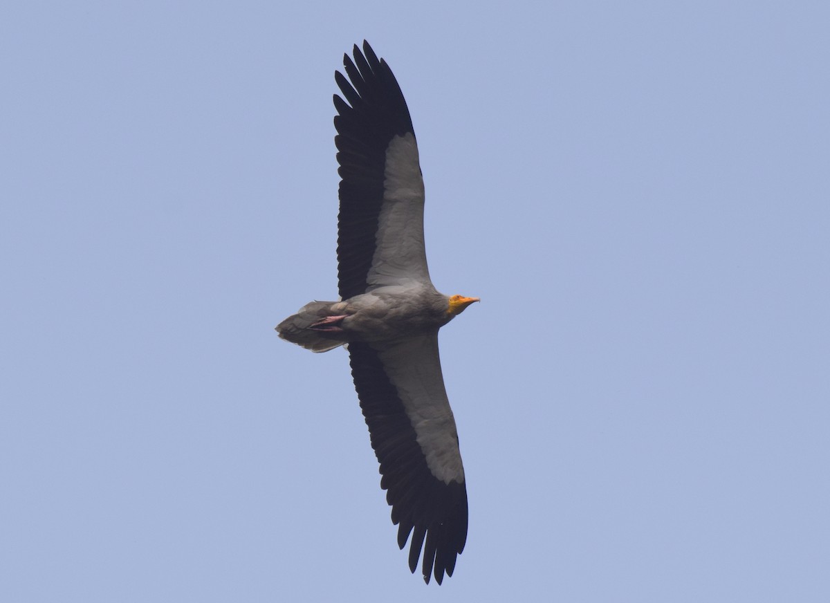 Egyptian Vulture - Vipin Rao