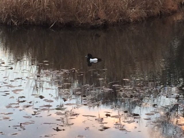 Tufted Duck - ML307449441