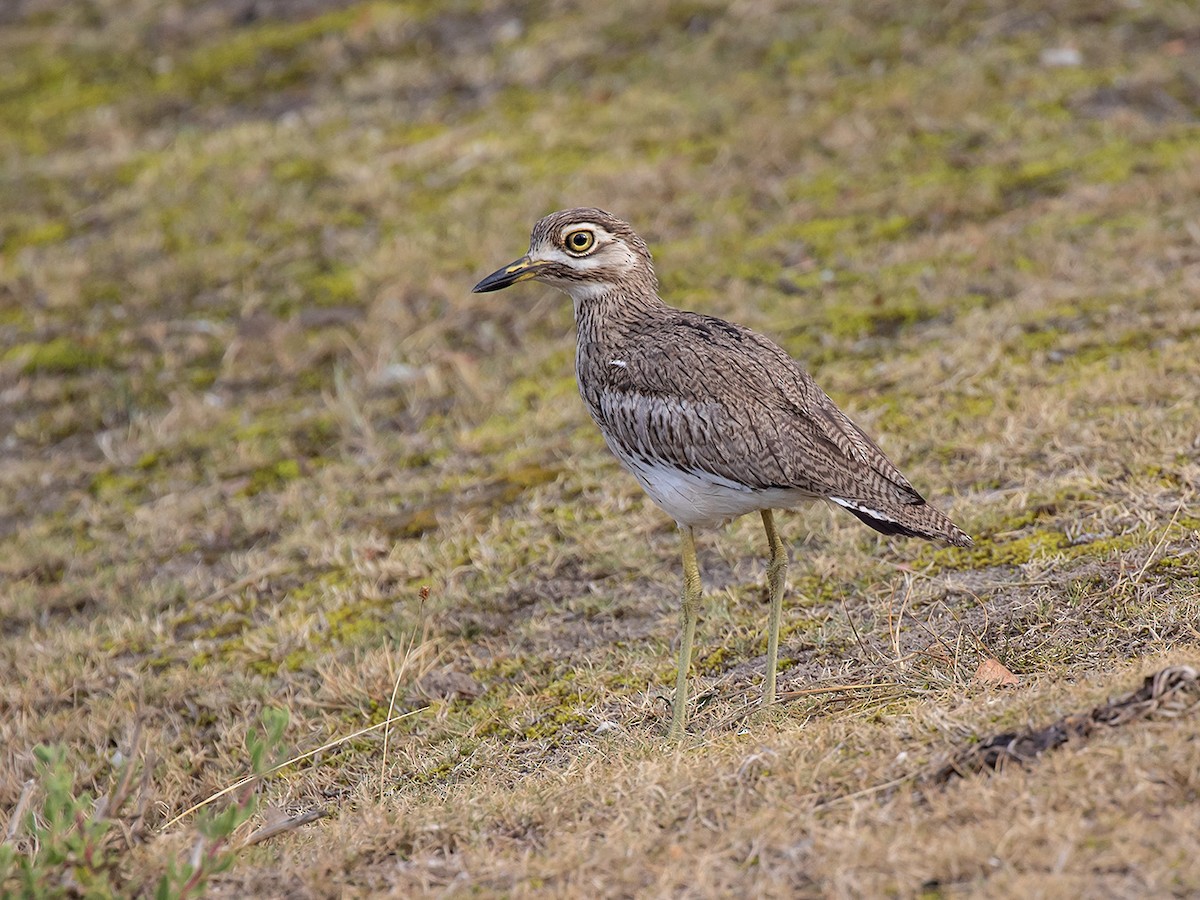 Water Thick-knee - Bruce Ward-Smith
