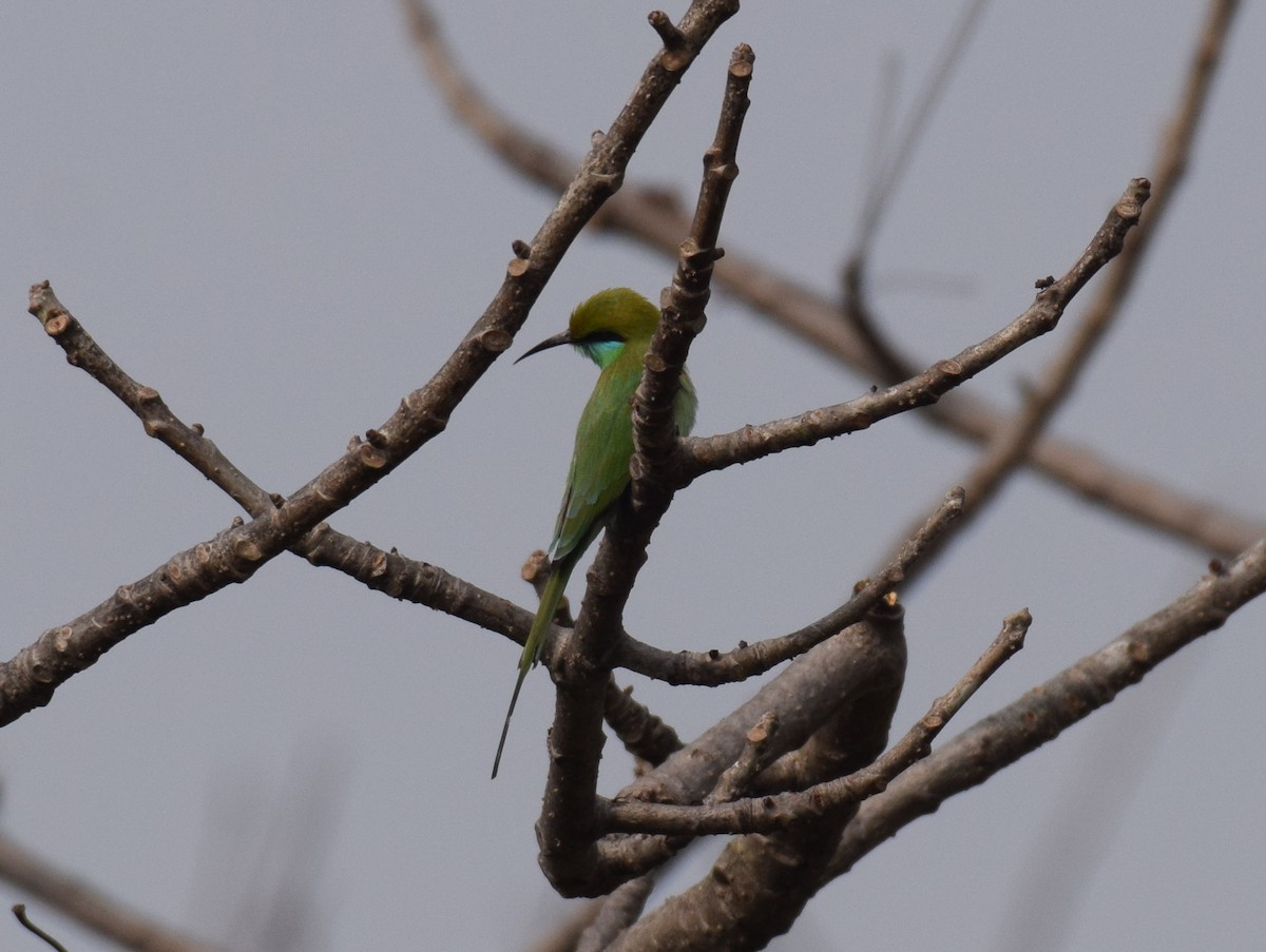Asian Green Bee-eater - Vipin Rao
