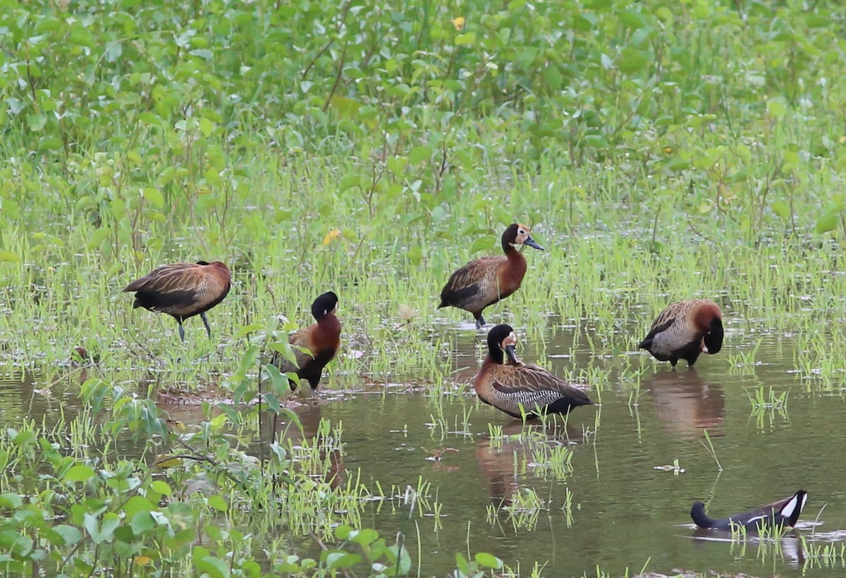 White-faced Whistling-Duck - Rohan van Twest