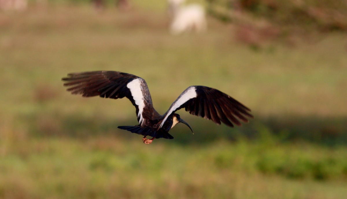 Buff-necked Ibis - Jay McGowan