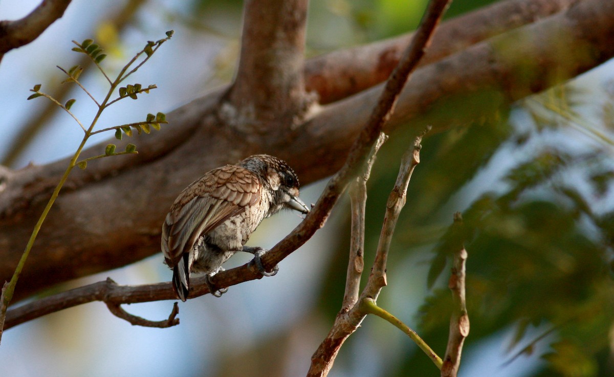 Scaled Piculet - ML30746521