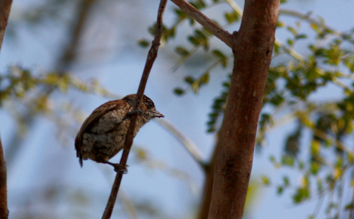 Scaled Piculet - ML30746531