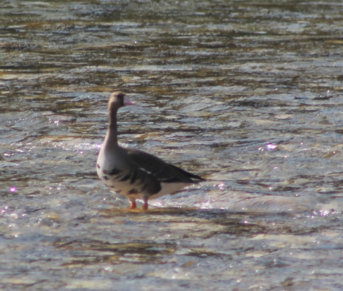Greater White-fronted Goose - Thukten Thinley