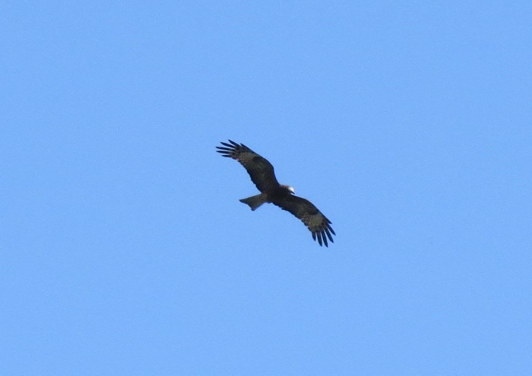 Square-tailed Kite - Kath Shurcliff