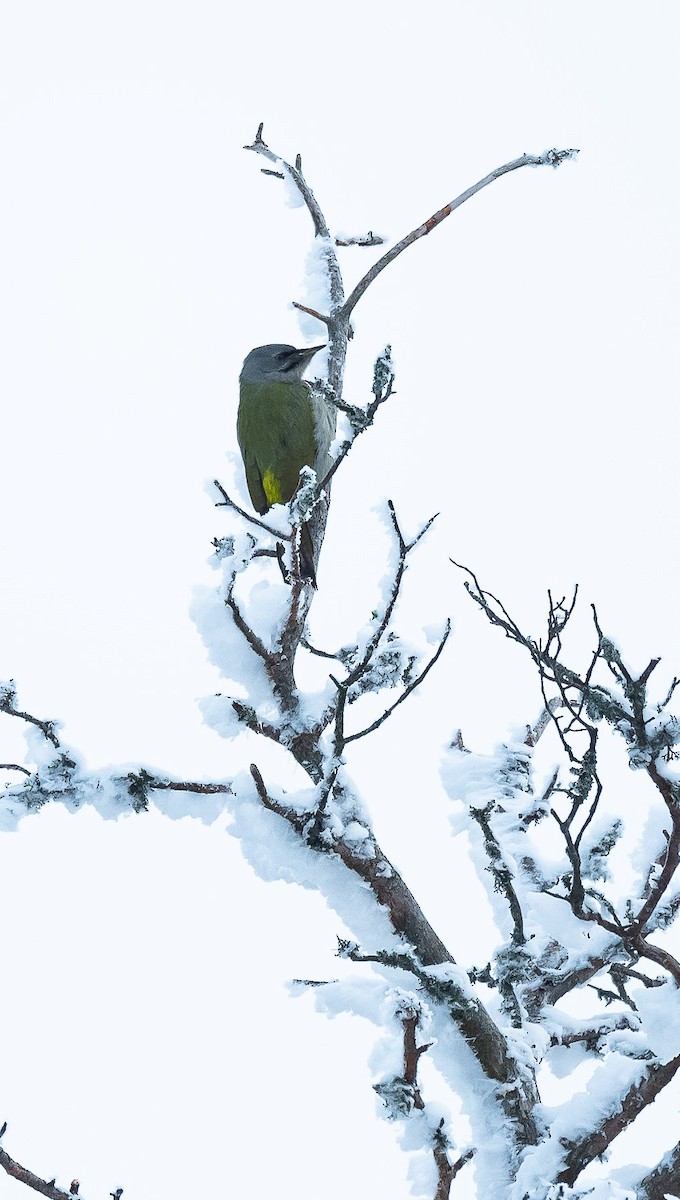 Gray-headed Woodpecker - ML307477991