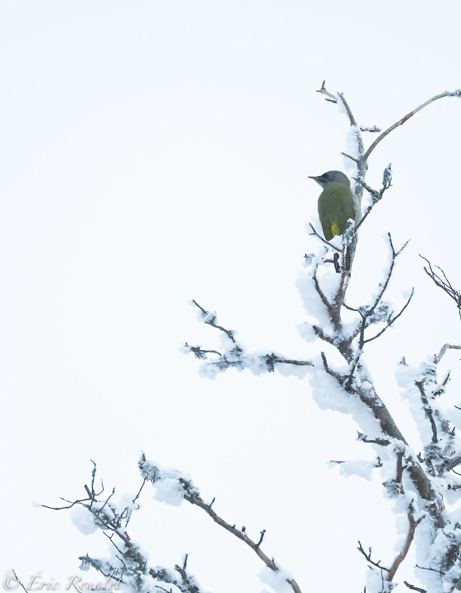 Gray-headed Woodpecker - ML307478001