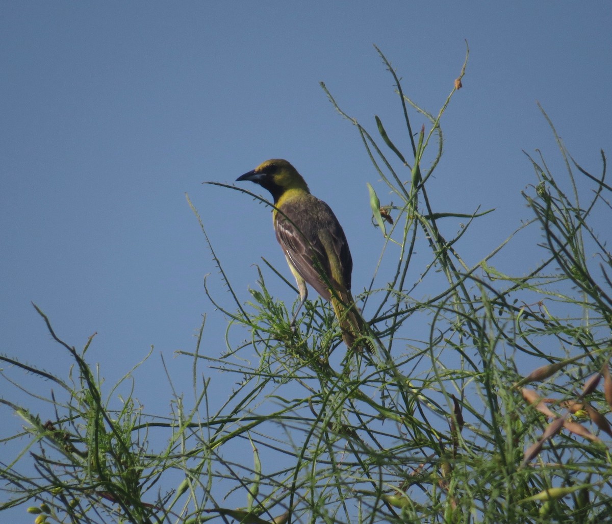 Orchard Oriole - ML30747921