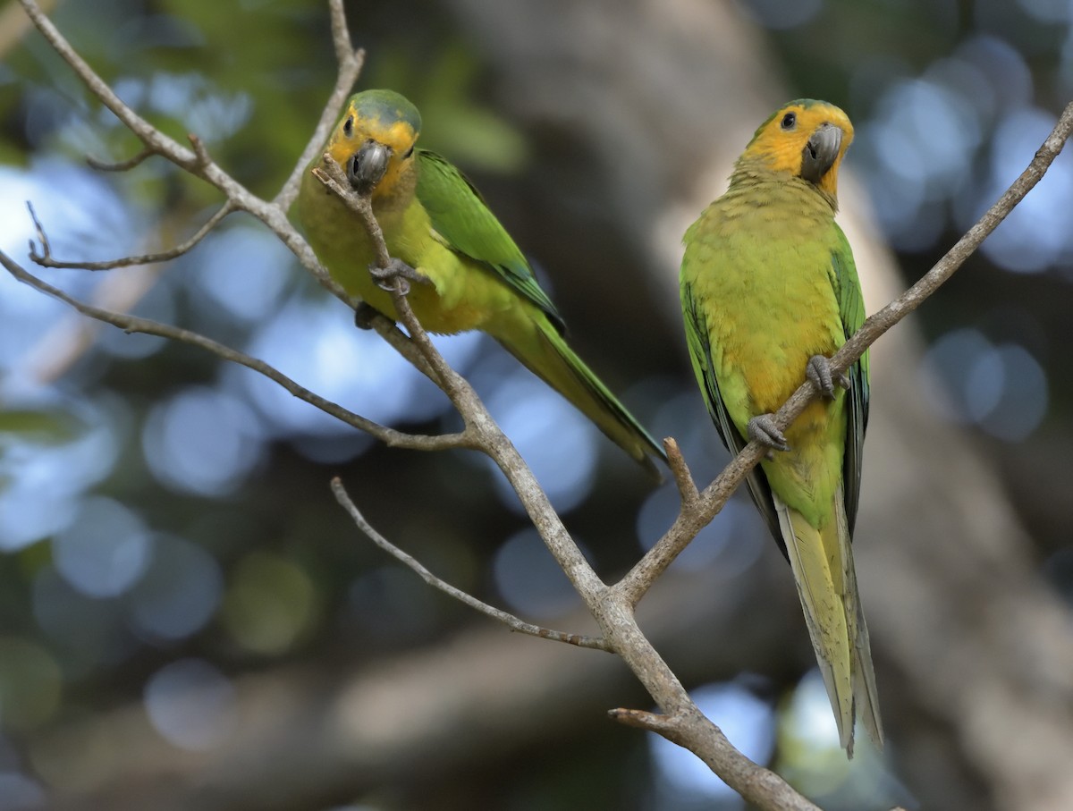 Brown-throated Parakeet - Rob Kelder