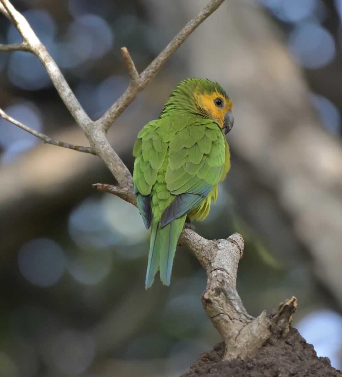 Brown-throated Parakeet - Rob Kelder