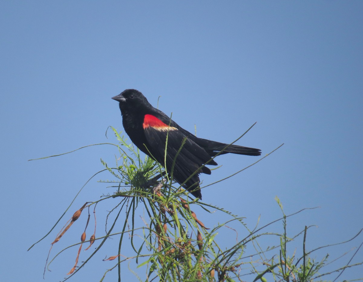 Red-winged Blackbird - ML30748221