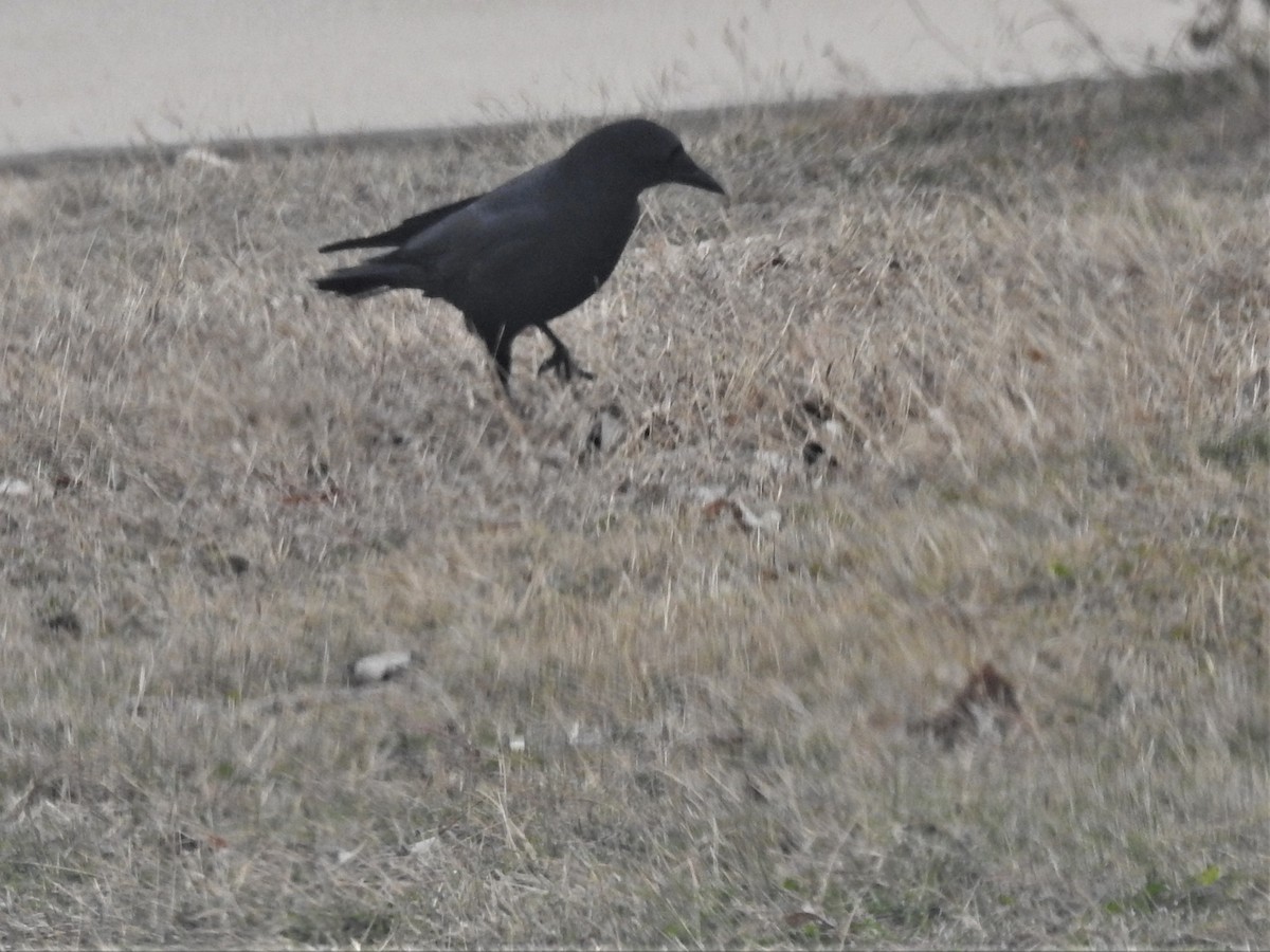 American Crow - ML307508201