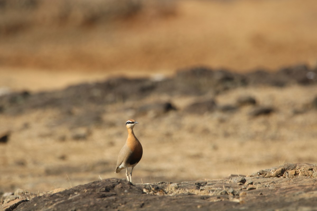 Indian Courser - ML307508481