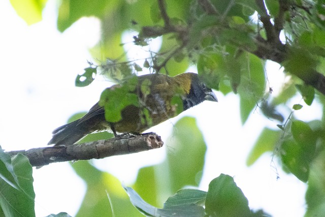 Crimson-collared Grosbeak