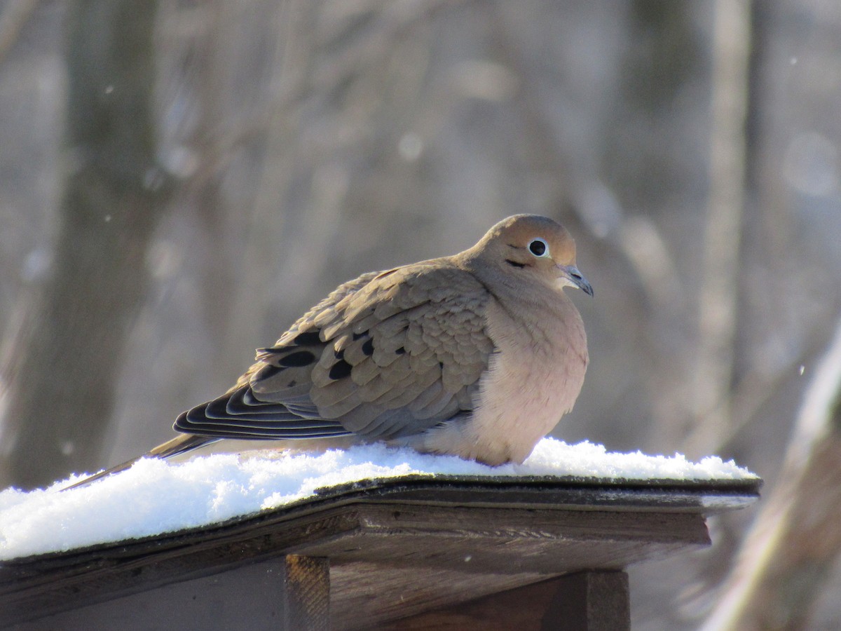 Mourning Dove - Mike Partridge