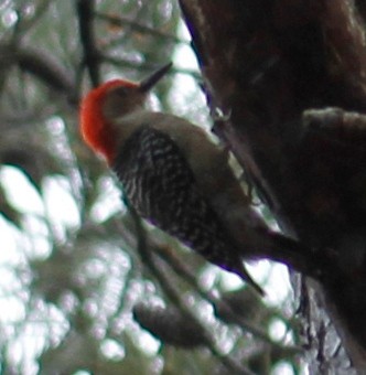 Red-bellied Woodpecker - ML307526531